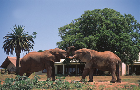 Gorah Elephant Camp