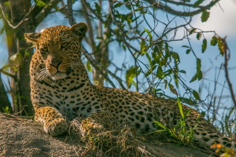 leopard sabi sands south africa safari