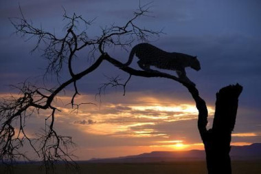 Leopard Savute