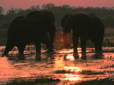 Moremi elephants Botswana