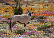 Kgalagadi Park wildl flowers with gemsbok