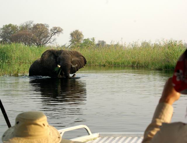 okavango delta river Botswana safari