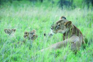 oldonyolodge_lioness with cubs