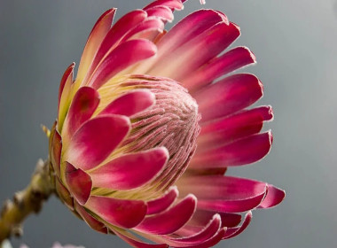 Protea south africa National Flower