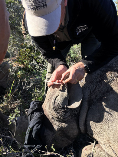 rhino conservation process south africa safari