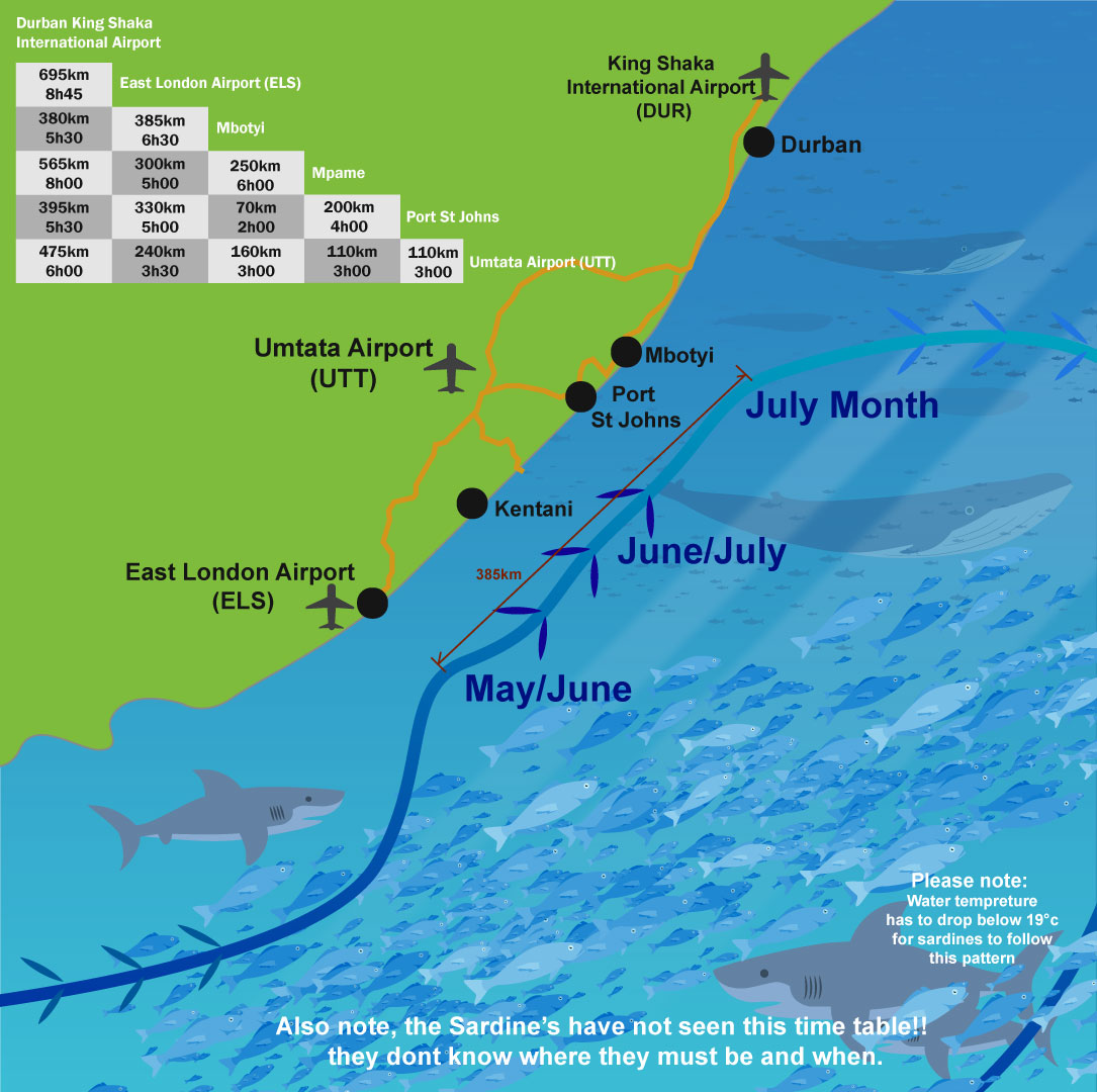 The Sardine Migration Eastern Cape South Africa.