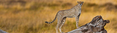 serengeti-national-park-cheetah