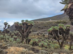Varied vegetation along the mount Kilimanjaro trail