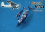 WHALE WATCHING BY PLANE HERMANUS CAPE TOWN