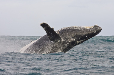 Whales Hermanus