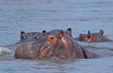 sussi chuma hippos Livingstone